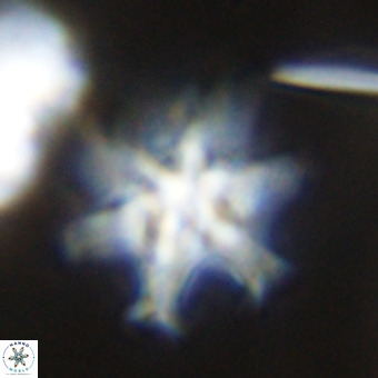 Discoaster hughesii VR 20136