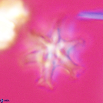 Discoaster hughesii VR 20137