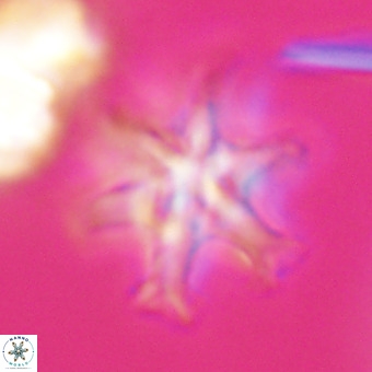 Discoaster hughesii VR 20137