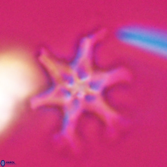 Discoaster hughesii VR 20138