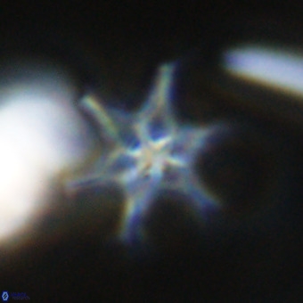 Discoaster hughesii VR 20139