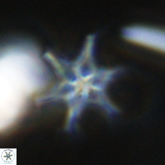 Discoaster hughesii VR 20139