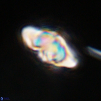 Discoaster hughesii VR 20131