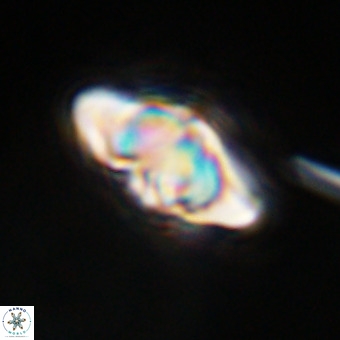Discoaster hughesii VR 20131