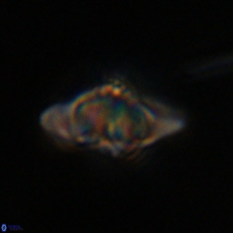 Discoaster hughesii VR 20132