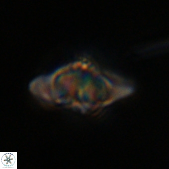 Discoaster hughesii VR 20132