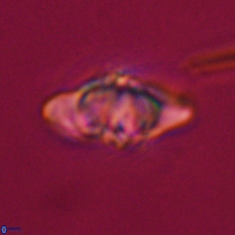 Discoaster hughesii VR 20133