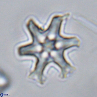 Discoaster hughesii VR 20144