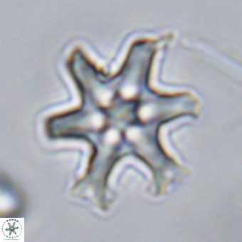 Discoaster hughesii VR 20144