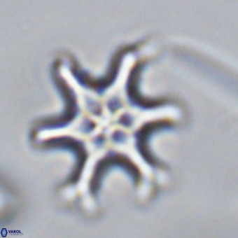 Discoaster hughesii VR 20145