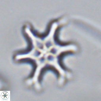 Discoaster hughesii VR 20145