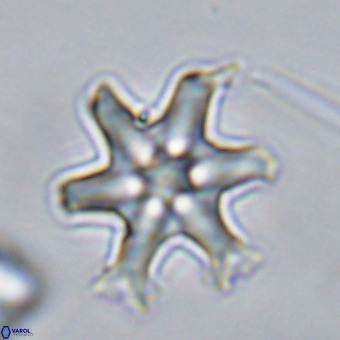 Discoaster hughesii VR 20146