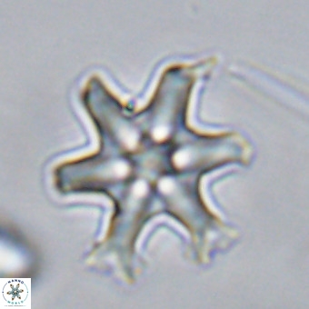 Discoaster hughesii VR 20146