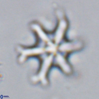 Discoaster hughesii VR 20147