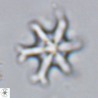 Discoaster hughesii VR 20147