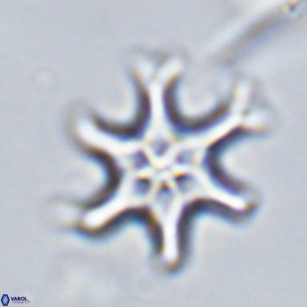 Discoaster hughesii VR 20149