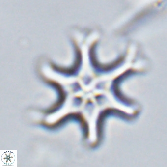 Discoaster hughesii VR 20149
