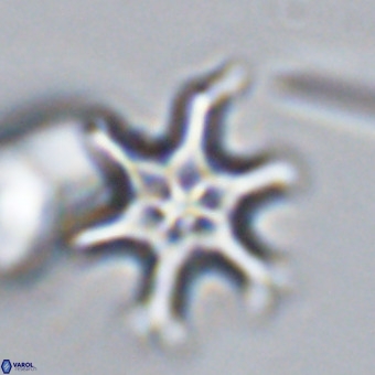 Discoaster hughesii VR 20140