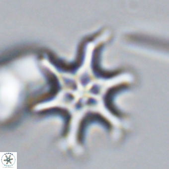 Discoaster hughesii VR 20140