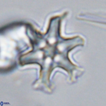 Discoaster hughesii VR 20141