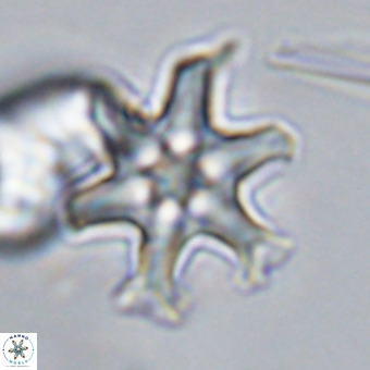 Discoaster hughesii VR 20141