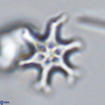 Discoaster hughesii VR 20142