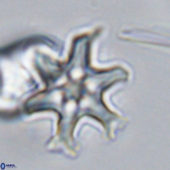 Discoaster hughesii VR 20143