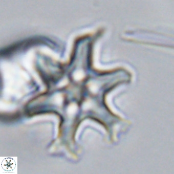 Discoaster hughesii VR 20143