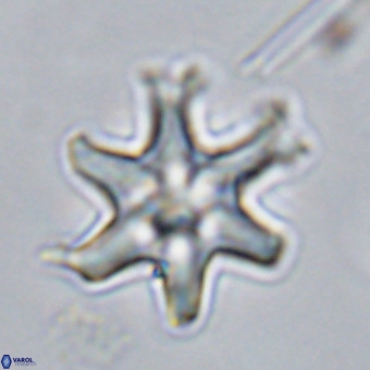 Discoaster hughesii VR 20151