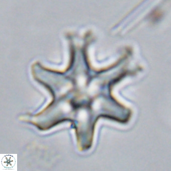 Discoaster hughesii VR 20151