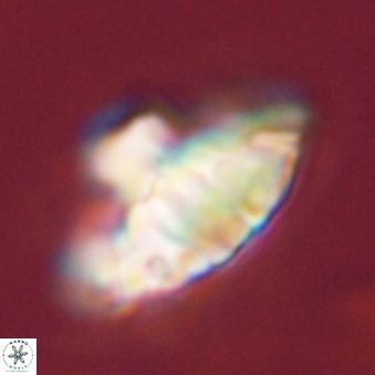 Discoaster bordii 44253