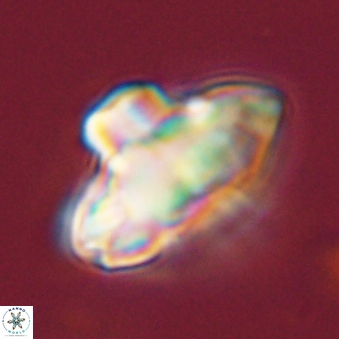 Discoaster bordii 44253