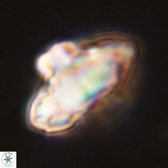 Discoaster bordii 44253