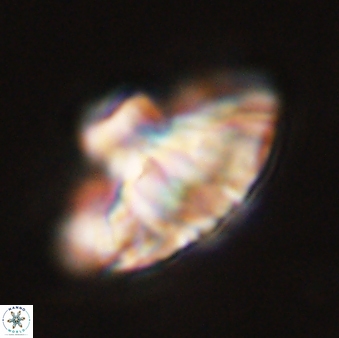 Discoaster bordii 44253