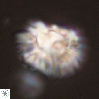 Discoaster bordii 44253