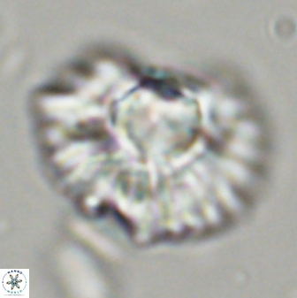 Discoaster bordii 44253