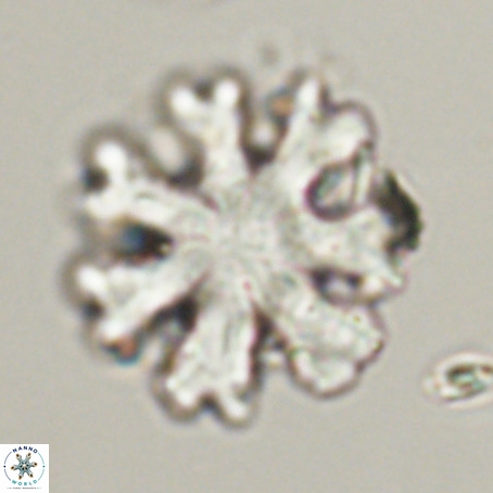 Discoaster heptabrachium VR 33174