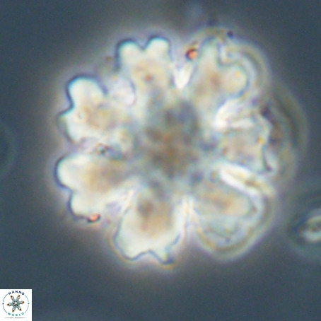 Discoaster heptabrachium VR 33176