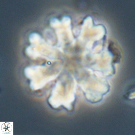 Discoaster heptabrachium VR 33177