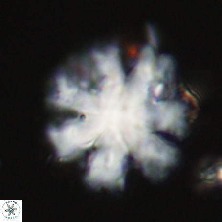 Discoaster heptabrachium VR 33178