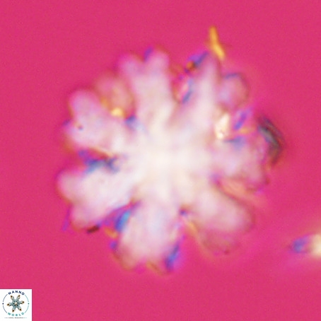 Discoaster heptabrachium VR 33179