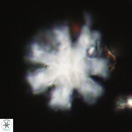 Discoaster heptabrachium VR 33181