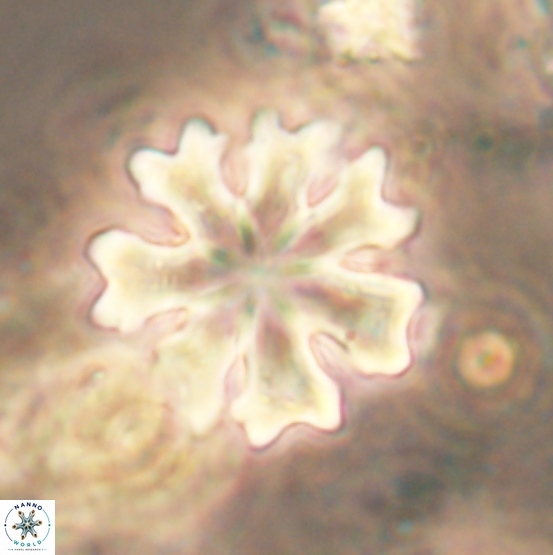 Discoaster heptanisogonius 1877