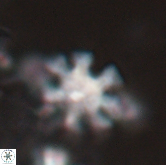 Discoaster heptanisogonius 27668
