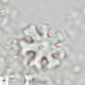 Discoaster heptanisogonius 27669