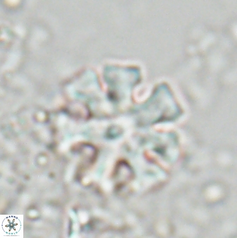 Discoaster heptanisogonius 27670