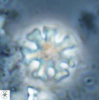 Discoaster heptanisogonius 27672