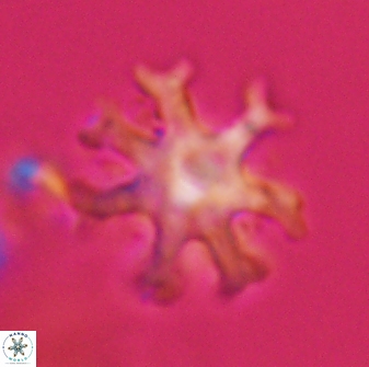 Discoaster heptanisogonius 28655