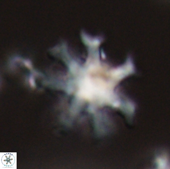 Discoaster heptanisogonius 28656