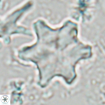 Discoaster kugleri blajiae 26976